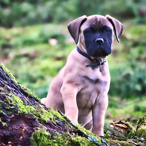 Image of Bull mastiff posted on 2022-03-13 14:06:50 from pune